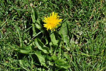 Yellow dandelion in a lawn sourrounded by grass blades