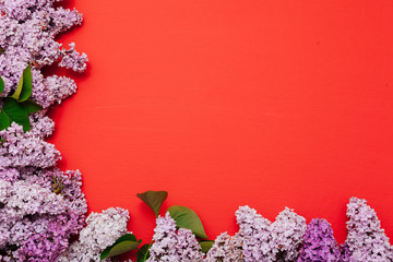spring blooming lilac flowers on a red background