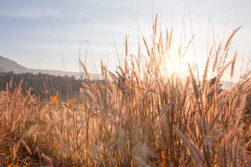 autumn field of grass sunrise or sunset