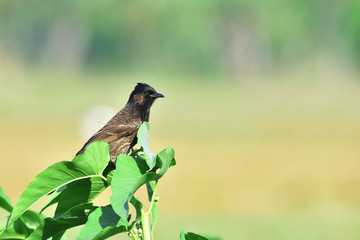 Red Vented Bulbul in the tree.