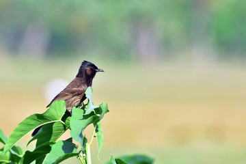 Red Vented Bulbul in the tree.
