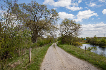 Fototapeta na wymiar Old tree with a path and nice blue sky