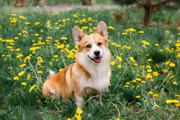 Happy corgi dog sitting in dandelions in the grass smiling in spring