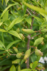 Fototapeta premium Chimonanthus praecox
