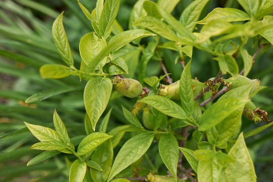 Chimonanthus Praecox