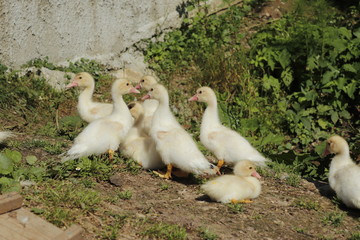 Fototapeta premium family of ducks