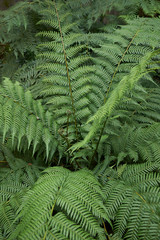 Dicksonia antarctica
