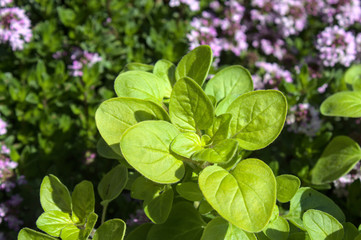 Oregano im Garten