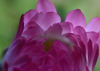 Pink-purple petals of a fleetingly beautiful flower