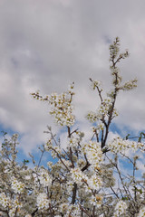 Prunus spinosa in bloom
