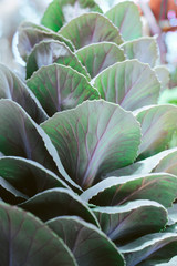 looking up at leaves