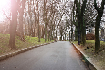 Fototapeta na wymiar Asphalt road in the park along old trees