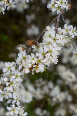 Prunus spinosa in bloom