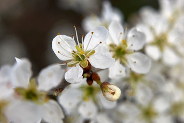 Prunus spinosa in bloom