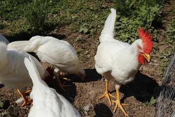 white domestic goose