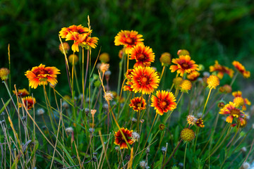 yellow-red wildflowers on a green background
