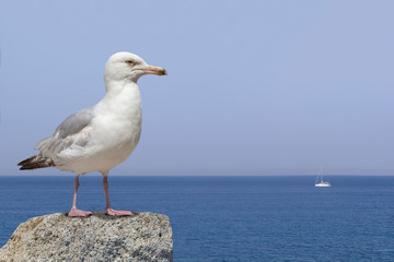 Fototapeta na wymiar seagull standing on the rock and sea in background