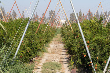 Pomegranate farm in Jordan 