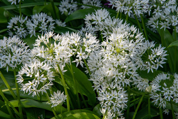 close up of white wild garlic flowers