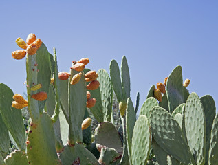 prickly pear cactus or tuna fruit in Jordan