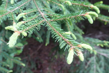Wald - Pflanzen - Waldweg