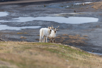 Wild reindeers mother and cub in tundra at summer time
