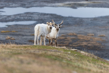 Obraz premium Wild reindeers mother and cub in tundra at summer time