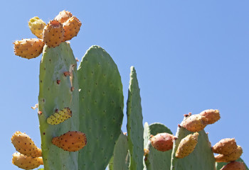 prickly pear cactus