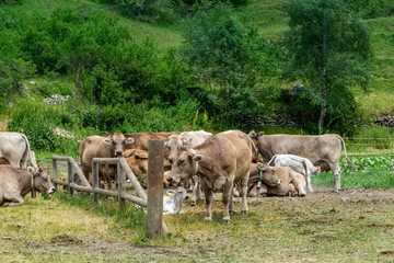 Wild cows mountain in Andorra.