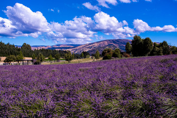Lavender field, New Zealand