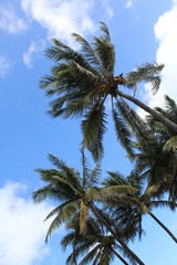 Fototapeta na wymiar Palme tropicali a Miami con sfondo di cielo blu con nuvole