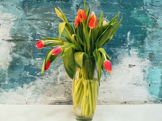 red tulips bouquet in glass vase on blue background