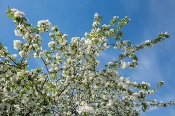 Blooming apple tree in the garden