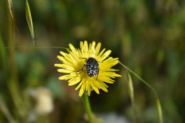 Yellow field flower with a black and white stink bug on it on a sunny day