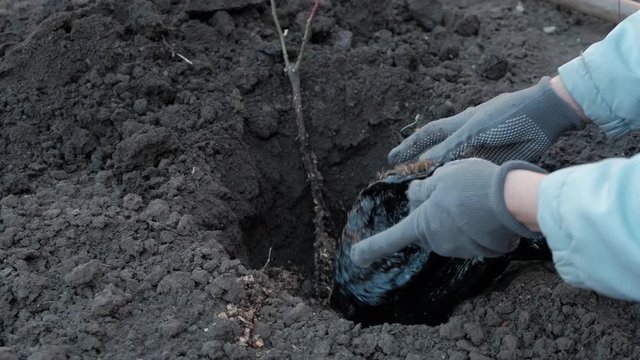 Planting a young bush in the ground in early autumn. Dig a hole with a shovel for planting seedlings.