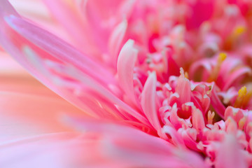 Fototapeta na wymiar Pink gerbera flower in the garden selective blurred background.