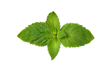 Green mint leaves isolated on white background