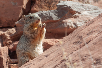 animal, squirrel, mammal, wildlife, rodent, nature, cute, wild, fur, brown, ground squirrel, chipmunk, mountain, small, ground, eating, zoo, rock, park, grand canyon