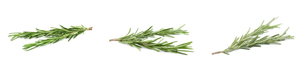 Fototapeta premium Zestaw świeżego rozmarynu zielony na białym tle