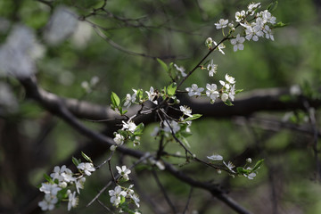 Bumblebee circles over white flowers of spring cherry