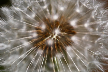 Dandelion Seedhead, taken in Wiltshire, UK.