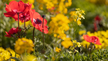 Blumenwiese