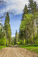 Fototapeta na wymiar Jeziorka Duszatyńskie. Bieszczady Mountains. Forest Road. High trees.