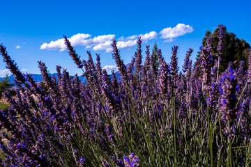 Fototapeta premium Lavender field, New Zealand