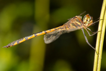 Australian Emerald Dragonfly also known as Hemicordulia australiae