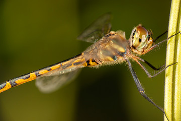Australian Emerald Dragonfly also known as Hemicordulia australiae