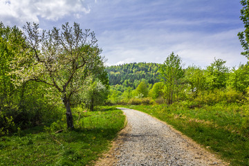 Bieszczady Mountains. Forest Road. Spring in the mountains.