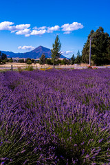 Plakat Lavender field, New Zealand