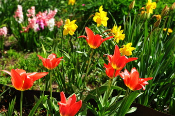 Beautiful flowers in the yard