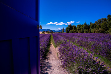 Lavender field, New Zealand